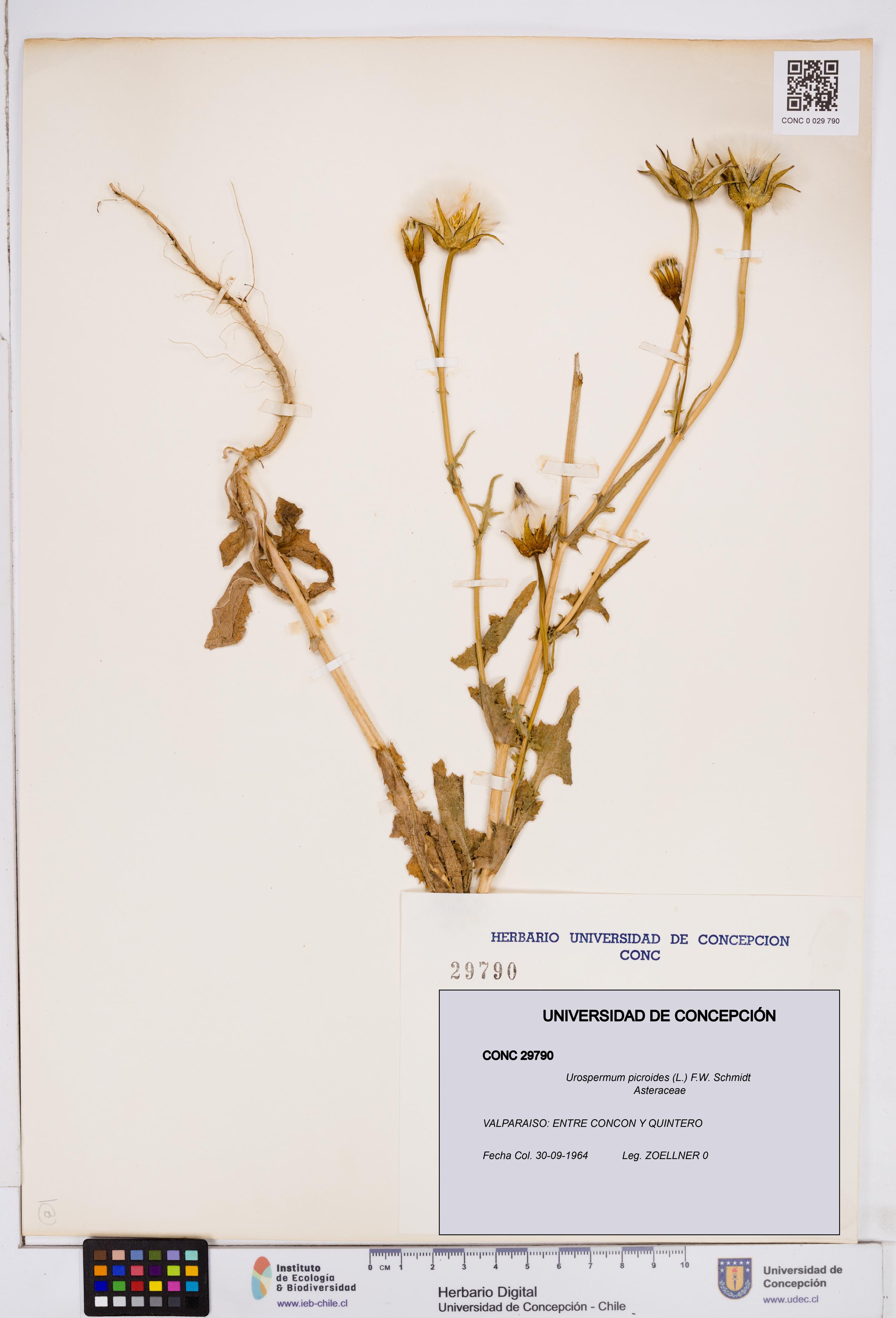 Urospermum picroides [Espécimen: ]