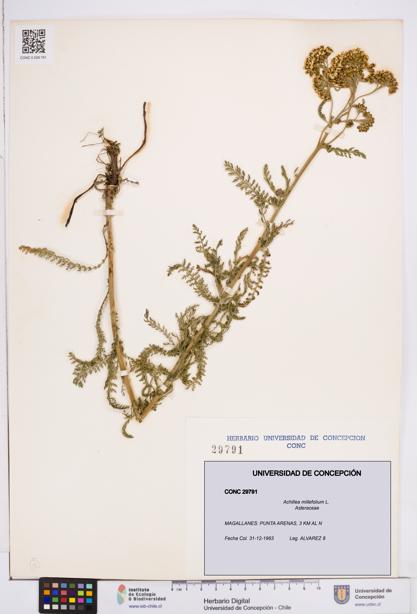 Achillea millefolium [Espécimen: ]