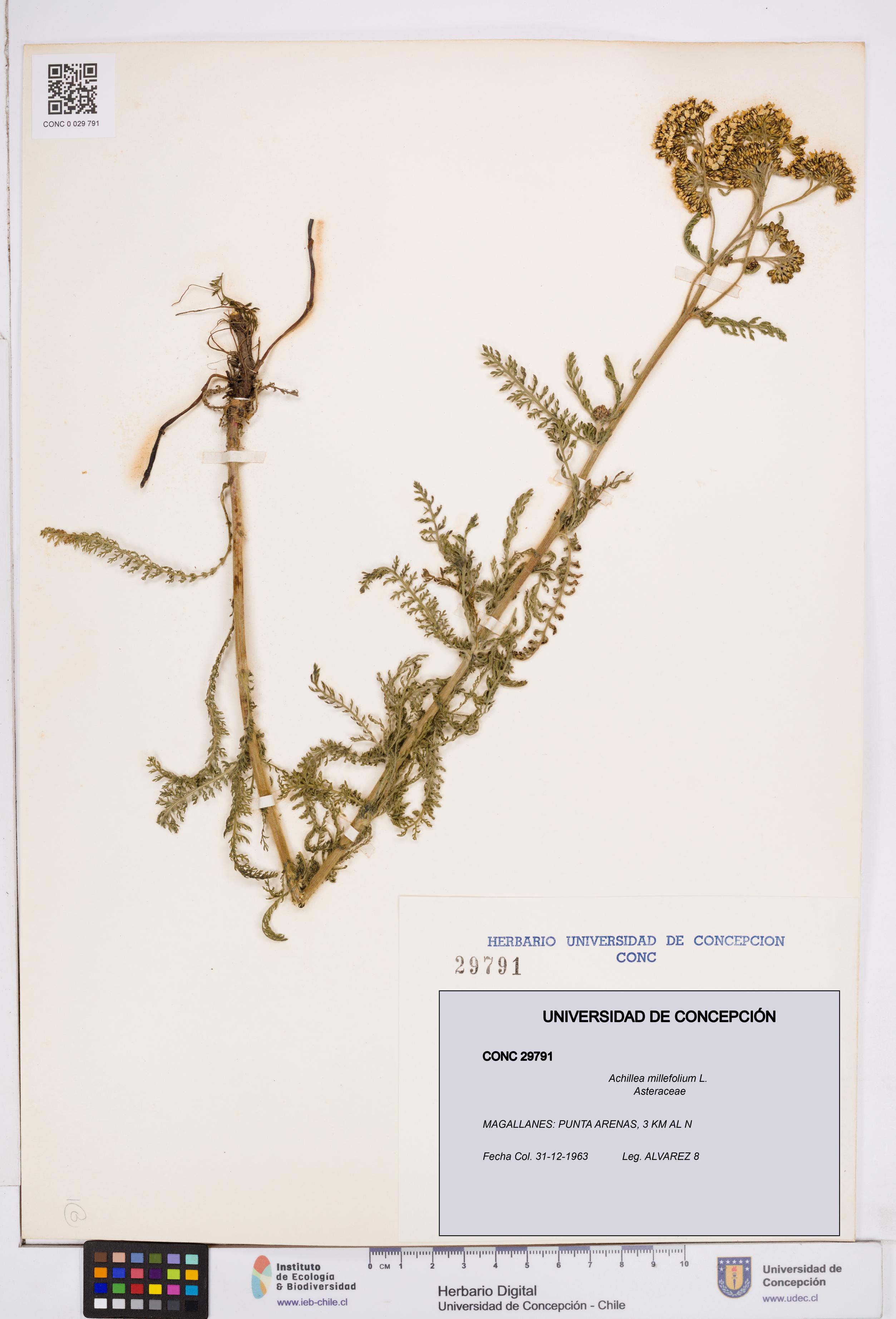 Achillea millefolium [Espécimen: ]
