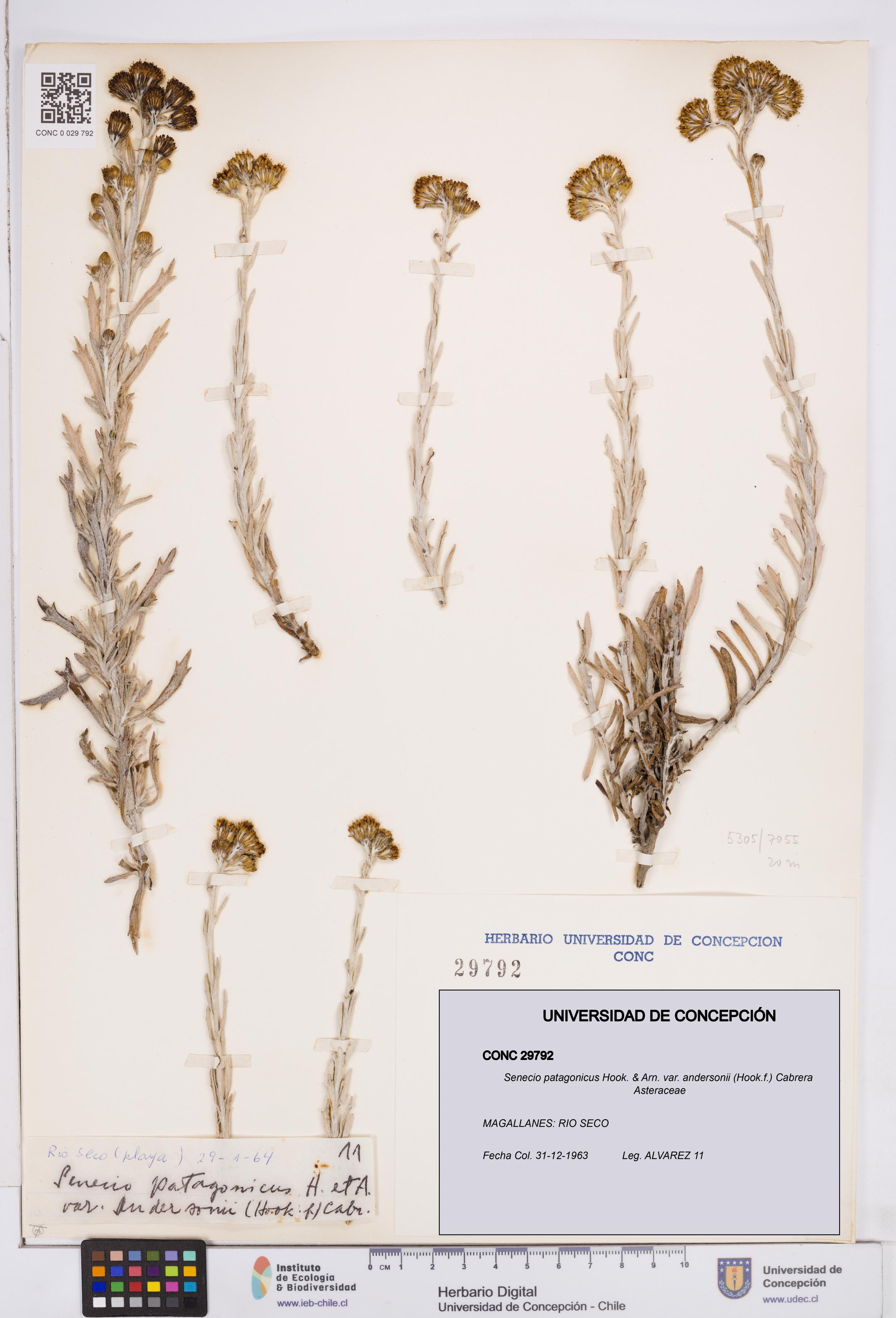 Senecio patagonicus var. andersonii [Espécimen: ]