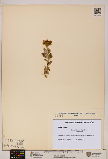 Senecio darwinii [Espécimen: UDEC:CONC:0029793]