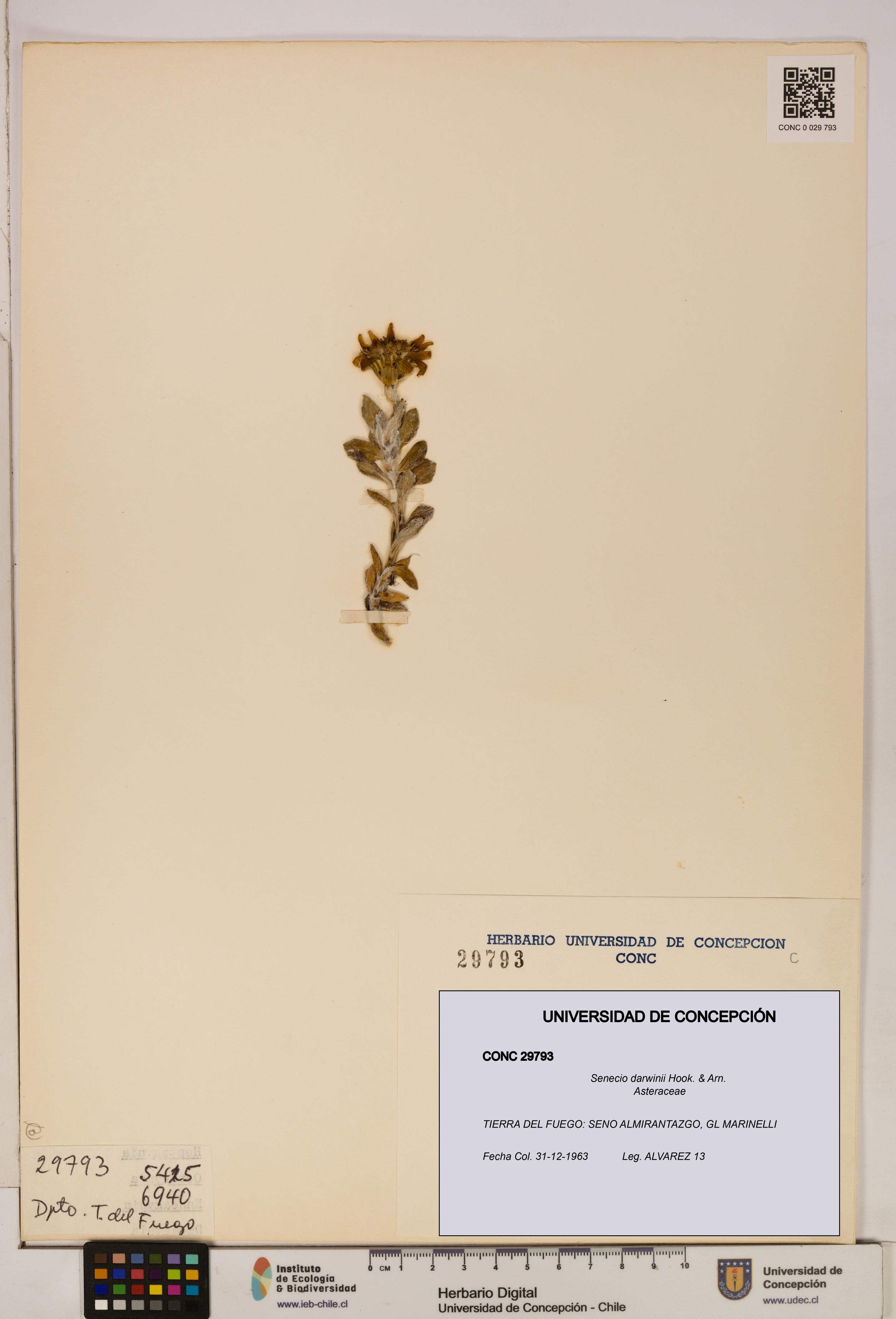 Senecio darwinii [Espécimen: UDEC:CONC:0029793]