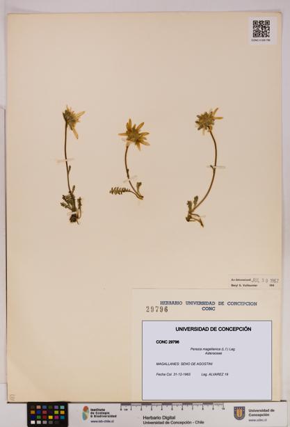 Perezia magellanica [Espécimen: UDEC:CONC:0029796]
