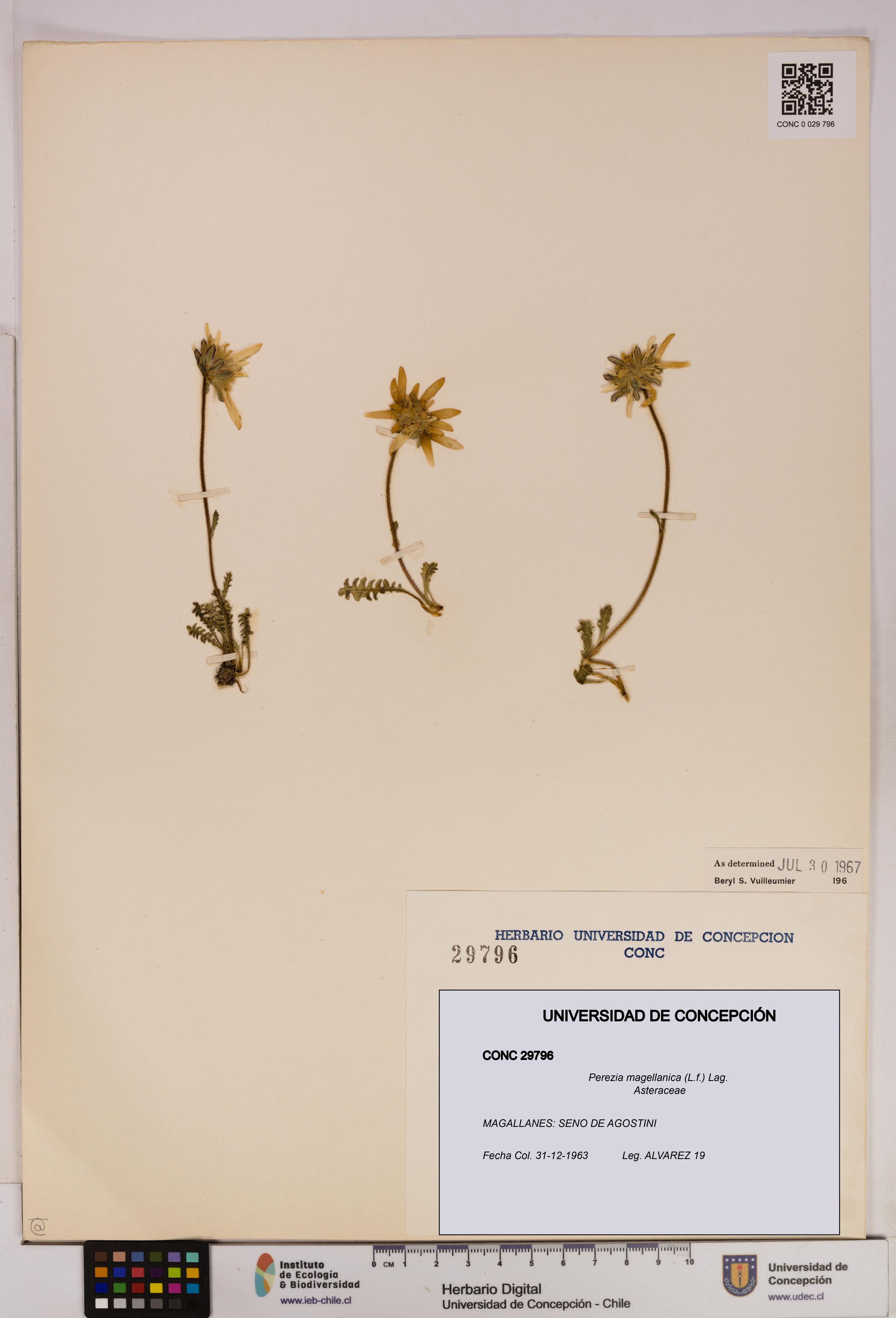 Perezia magellanica [Espécimen: UDEC:CONC:0029796]