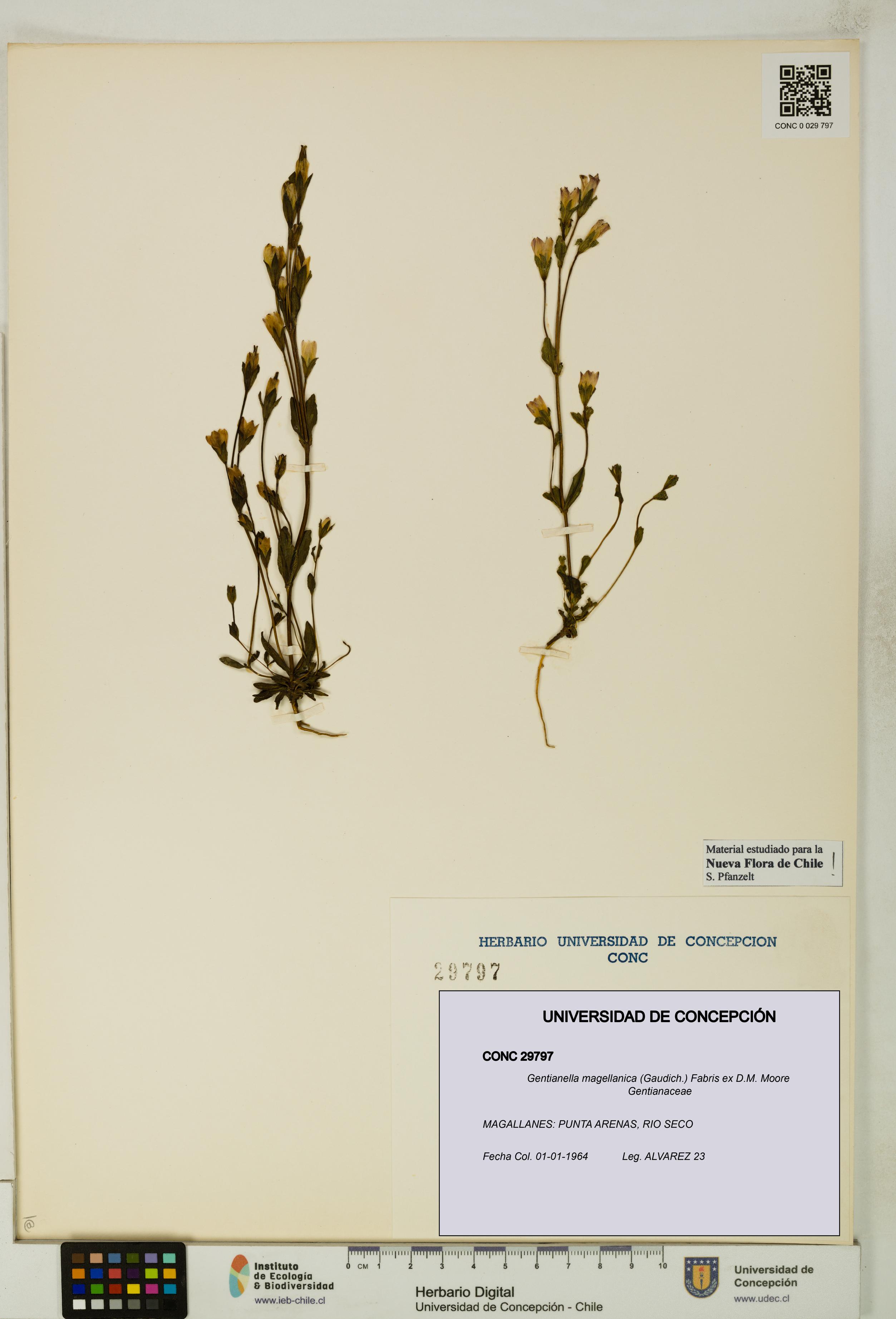 Gentianella magellanica [Espécimen: UDEC:CONC:0029797]