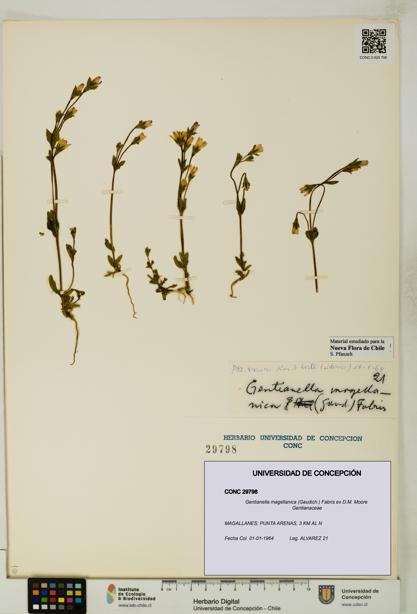 Gentianella magellanica [Espécimen: UDEC:CONC:0029798]