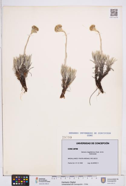 Senecio magellanicus [Espécimen: ]