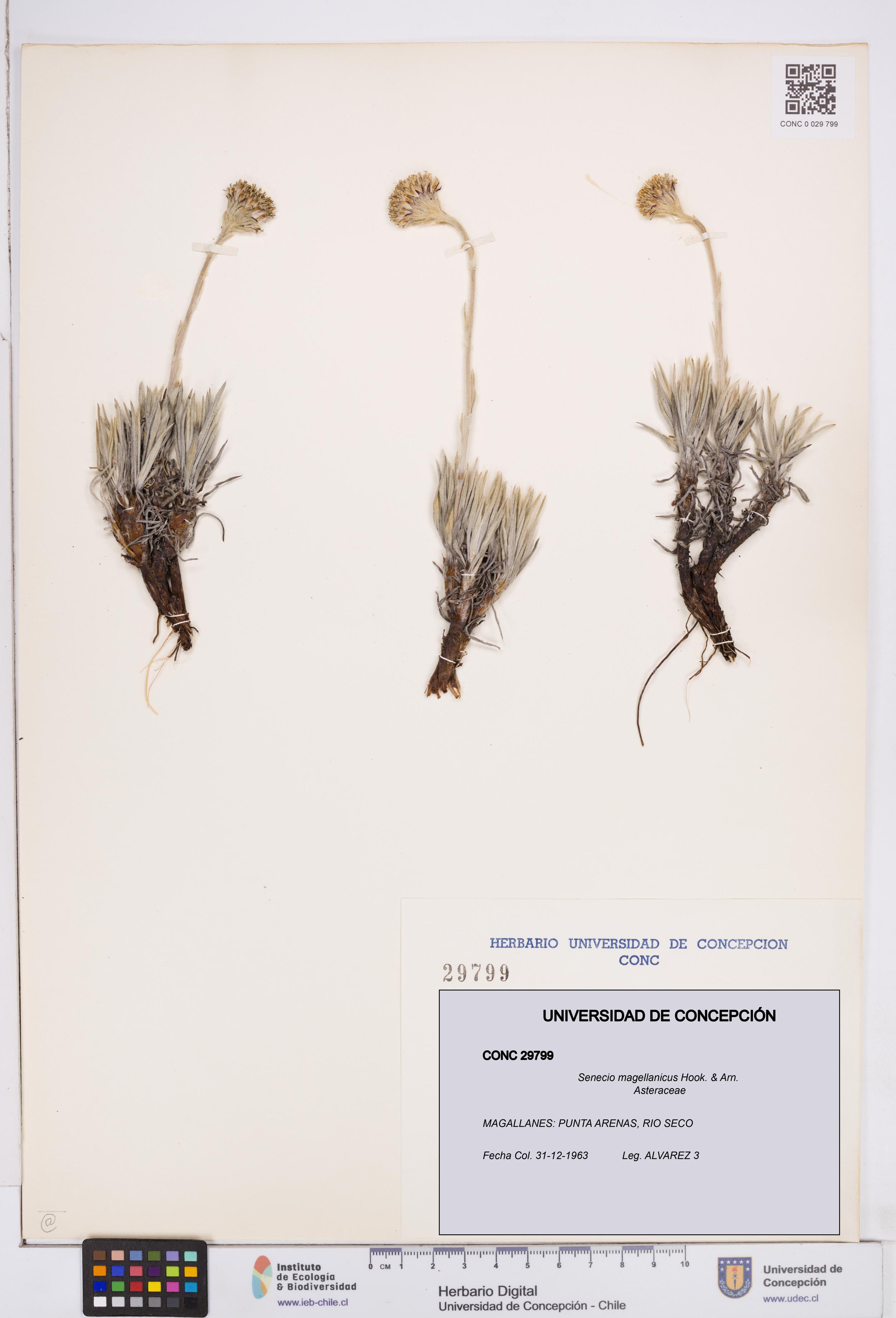 Senecio magellanicus [Espécimen: ]