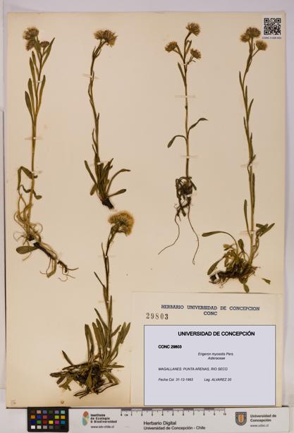 Erigeron myosotis [Espécimen: UDEC:CONC:0029803]