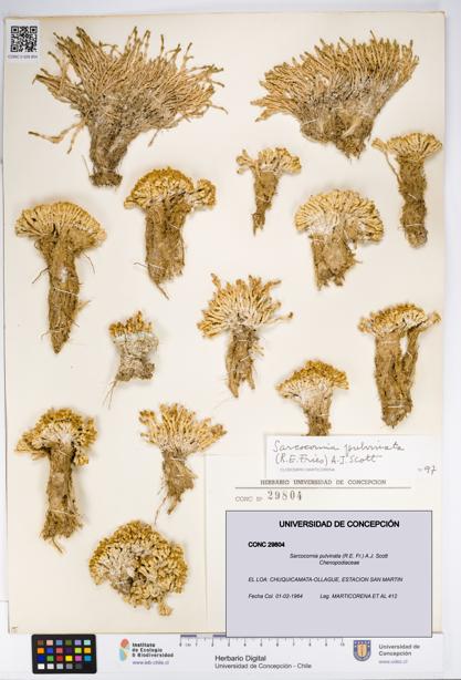 Sarcocornia pulvinata [Espécimen: UDEC:CONC:0029804]