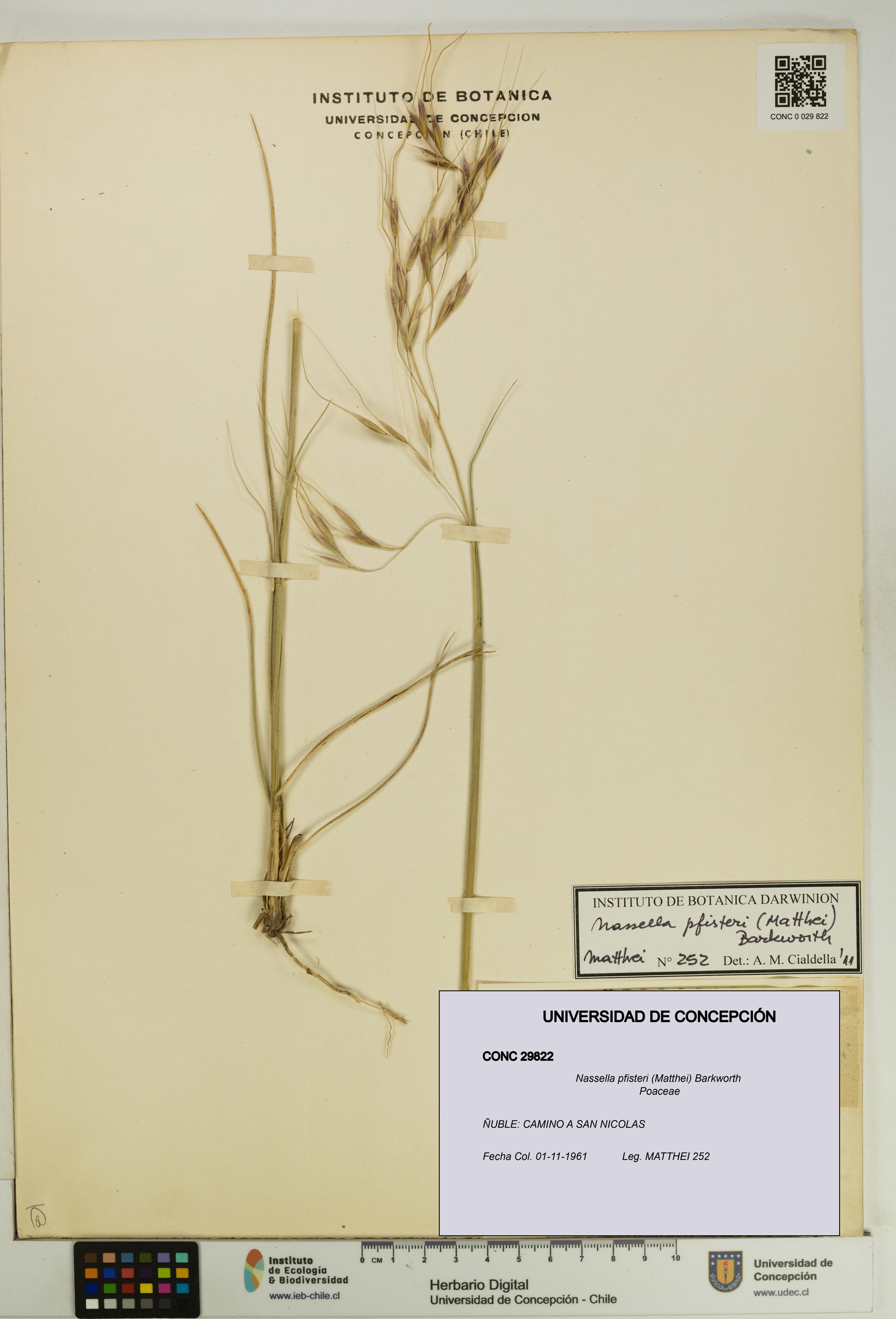 Nassella pfisteri [Espécimen: UDEC:CONC:0029822]