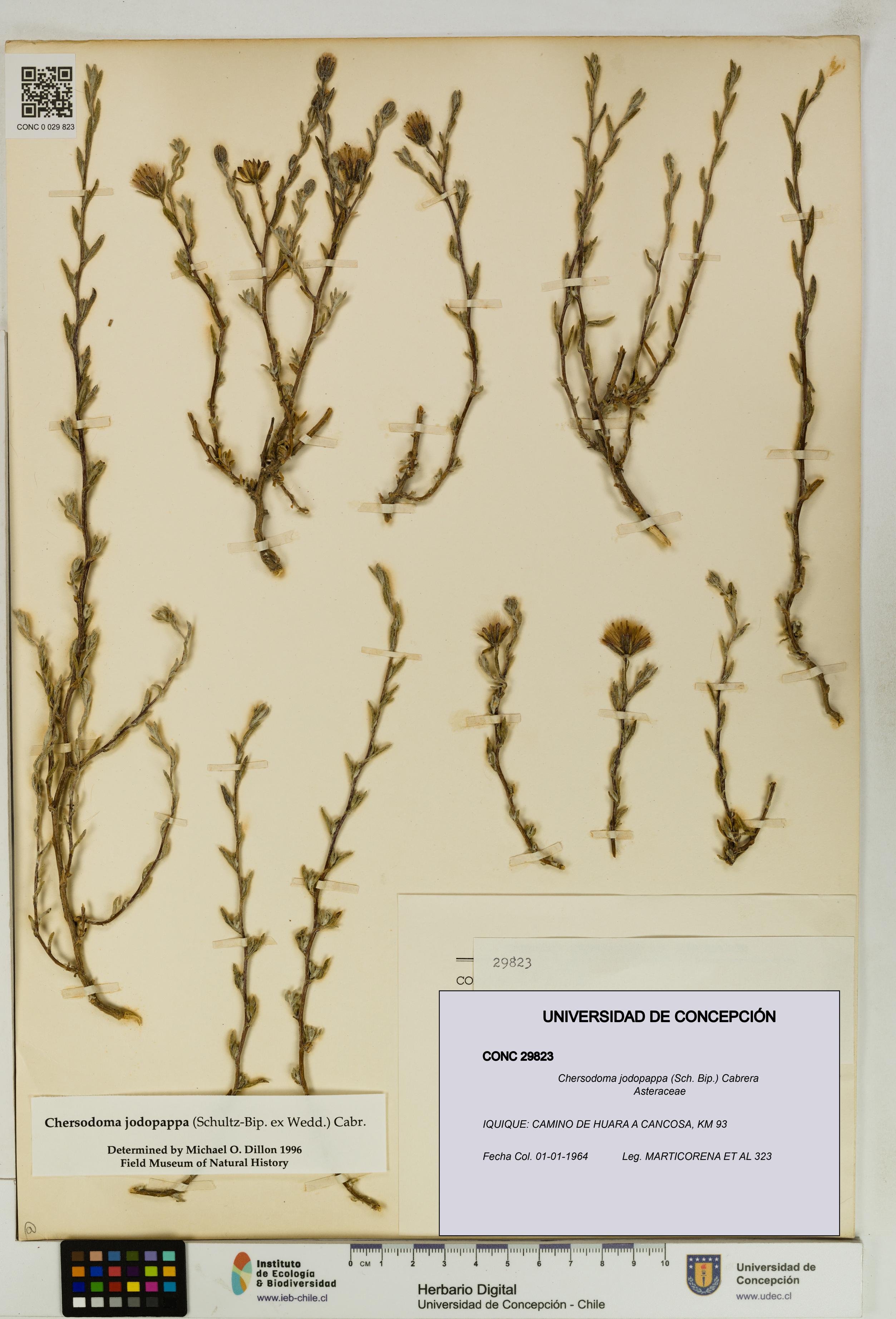 Chersodoma jodopappa [Espécimen: UDEC:CONC:0029823]