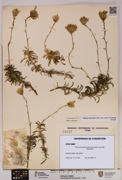 Perezia recurvata subsp. recurvata [Espécimen: UDEC:CONC:0029827]