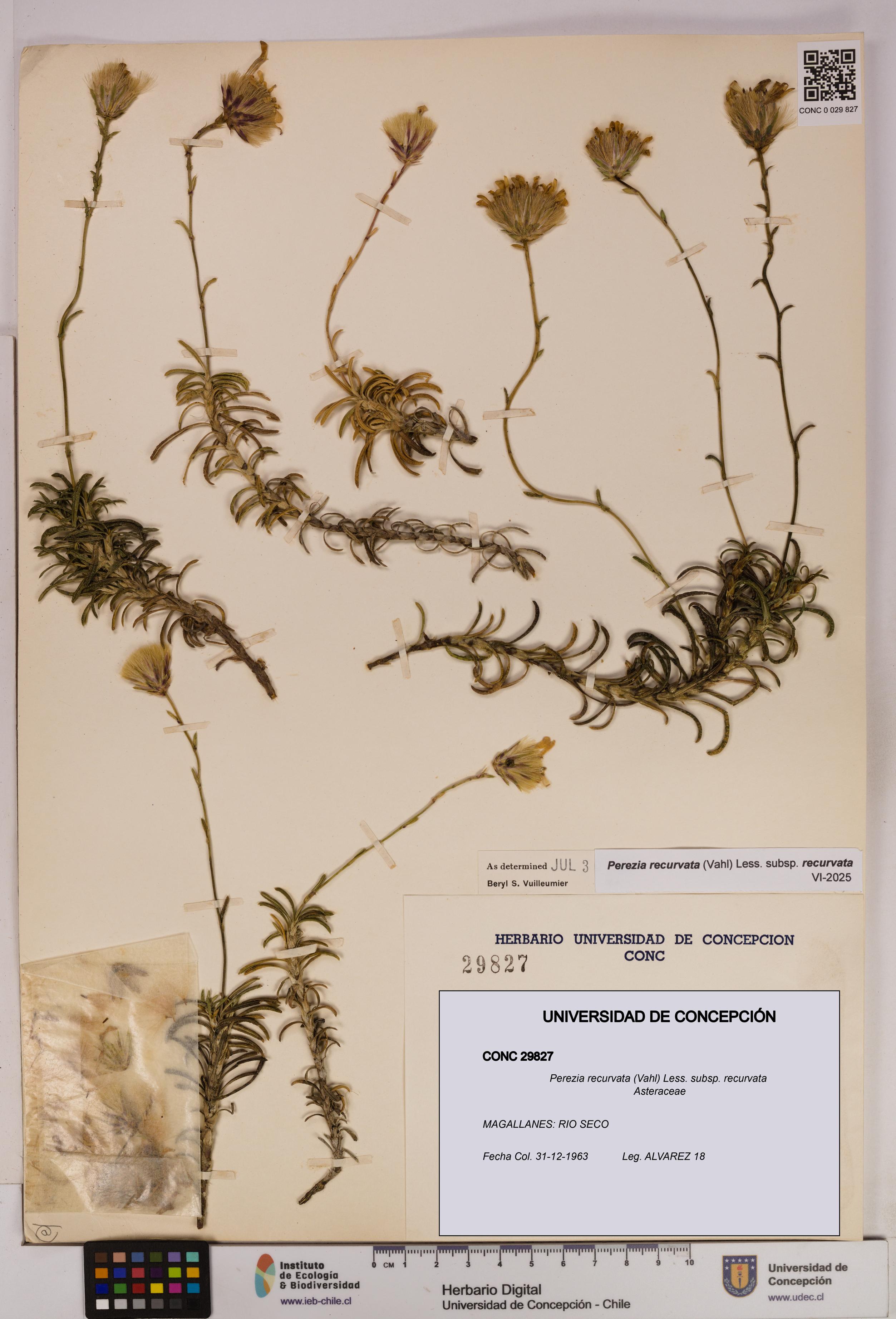 Perezia recurvata subsp. recurvata [Espécimen: UDEC:CONC:0029827]