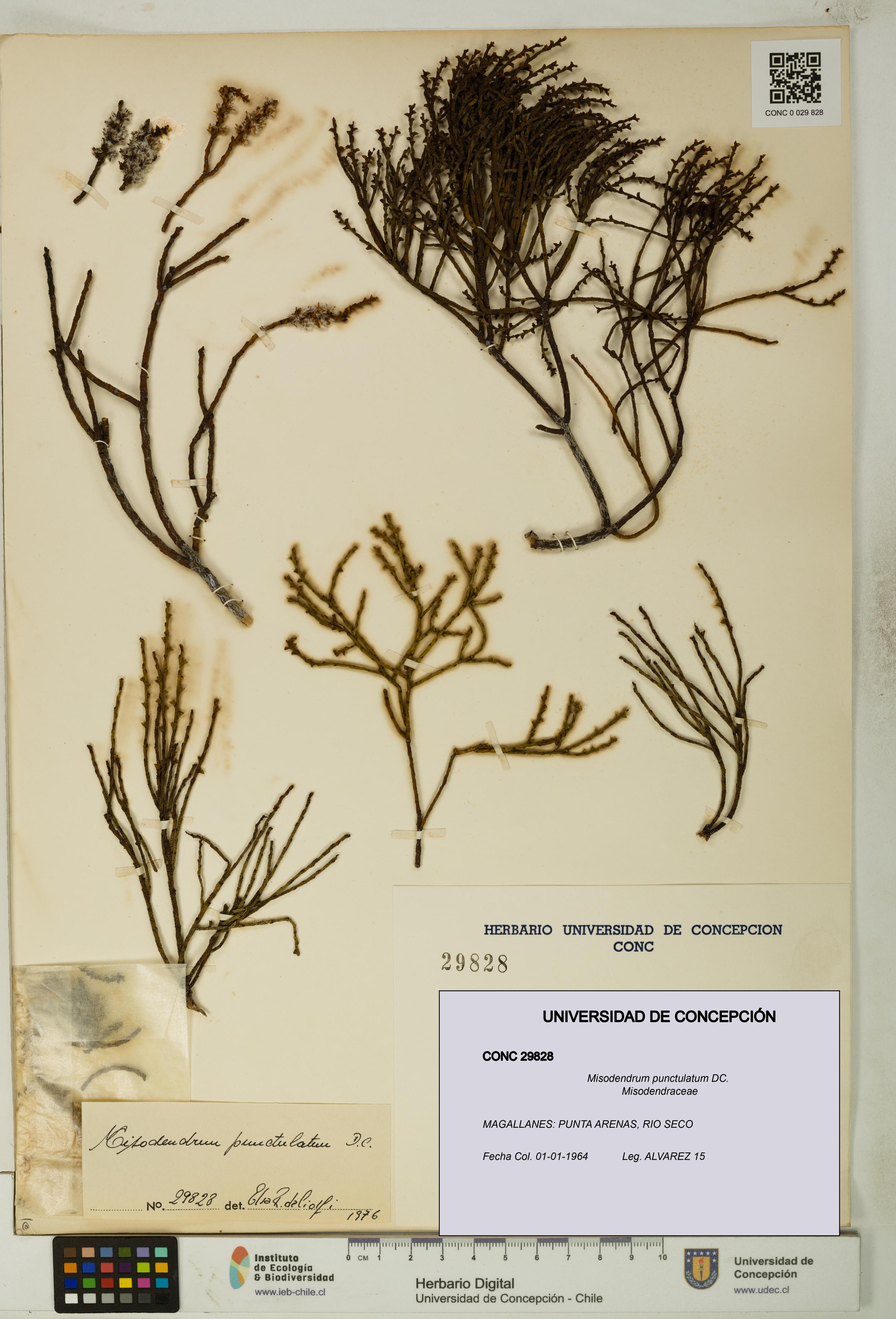 Misodendrum punctulatum [Espécimen: UDEC:CONC:0029828]