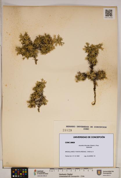 Azorella trifurcata [Espécimen: ]