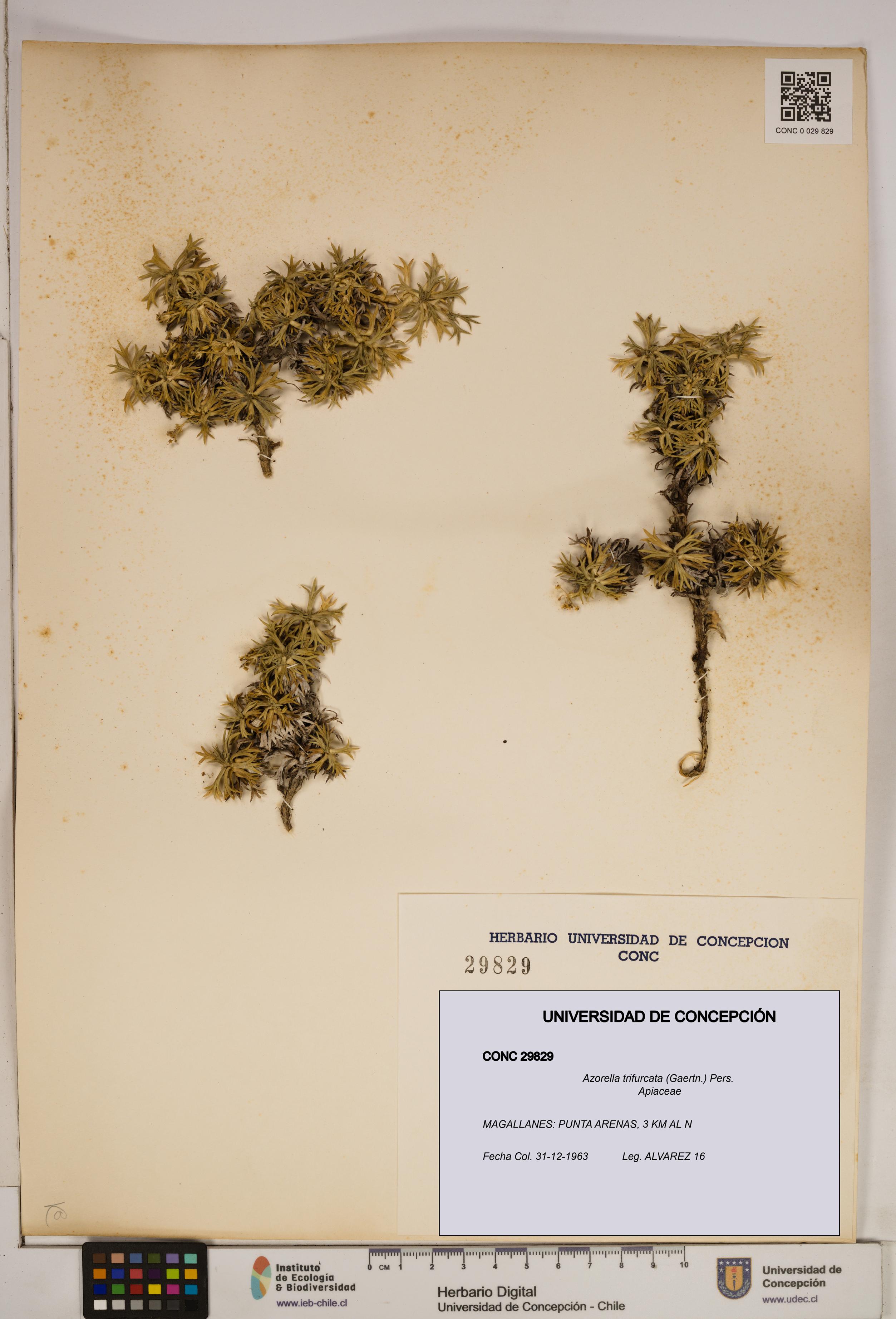 Azorella trifurcata [Espécimen: ]