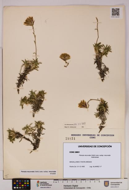 Perezia recurvata subsp. recurvata [Espécimen: UDEC:CONC:0029831]