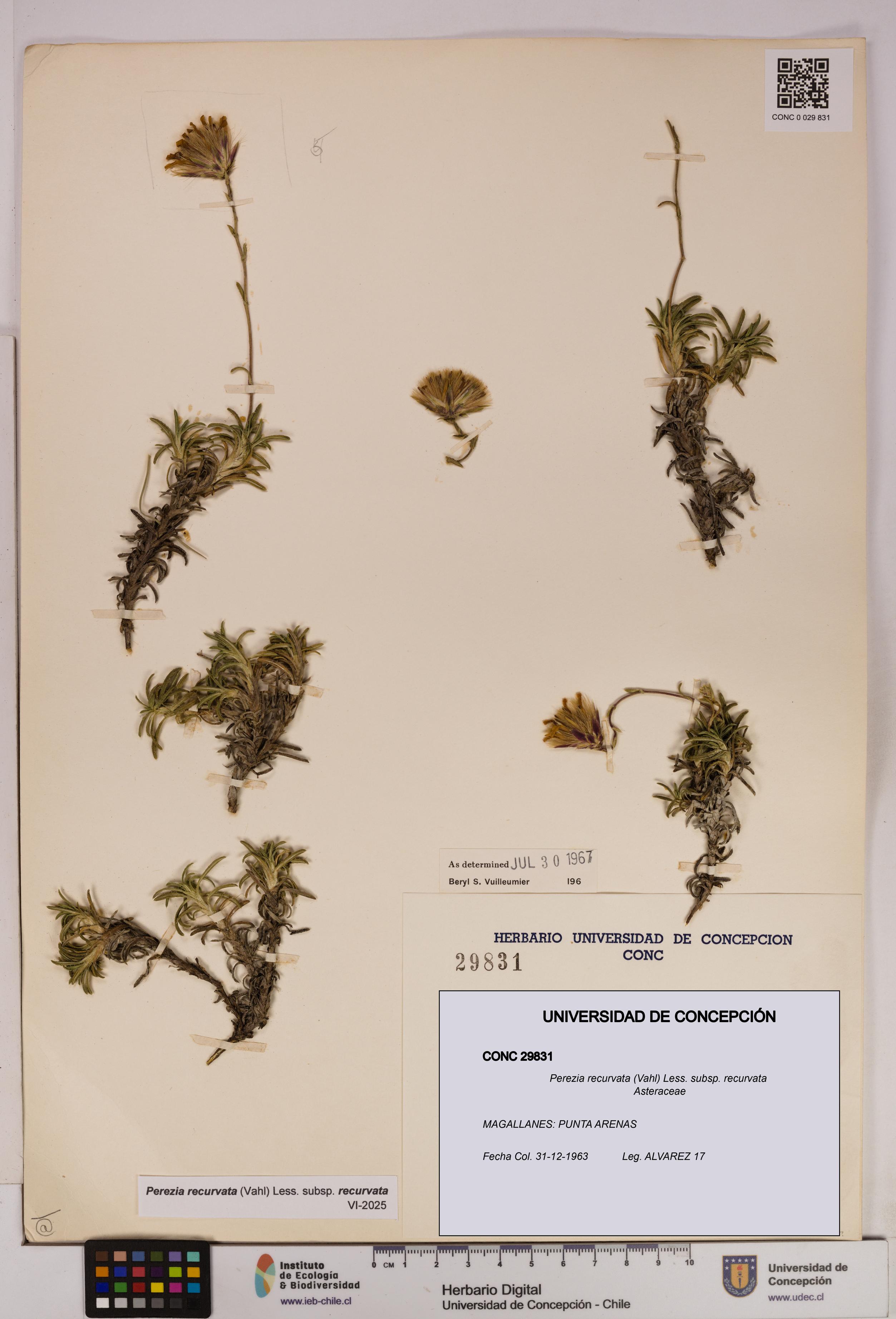 Perezia recurvata subsp. recurvata [Espécimen: UDEC:CONC:0029831]