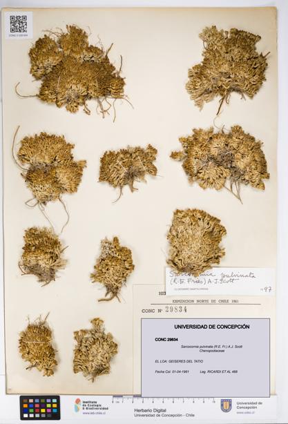 Sarcocornia pulvinata [Espécimen: UDEC:CONC:0029834]