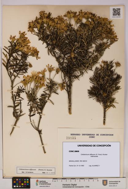 Chiliotrichum diffusum [Espécimen: UDEC:CONC:0029835]