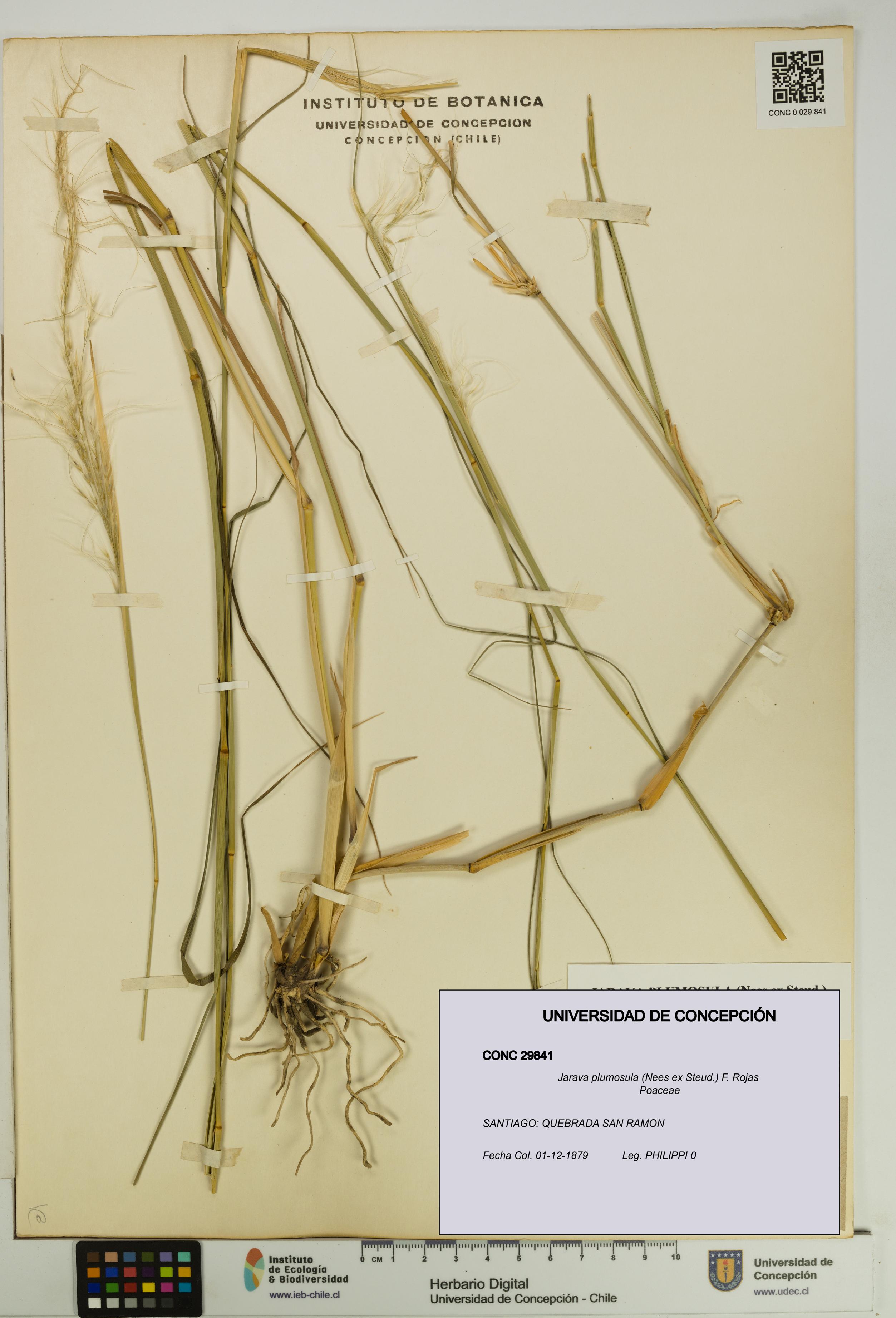 Jarava plumosula [Espécimen: UDEC:CONC:0029841]