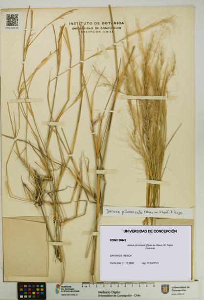 Jarava plumosula [Espécimen: UDEC:CONC:0029842]