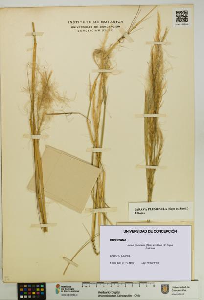 Jarava plumosula [Espécimen: UDEC:CONC:0029846]