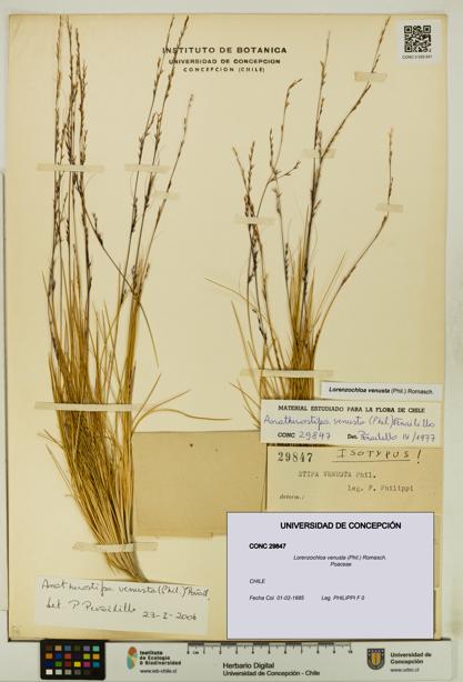 Lorenzochloa venusta [Espécimen: UDEC:CONC:0029847]