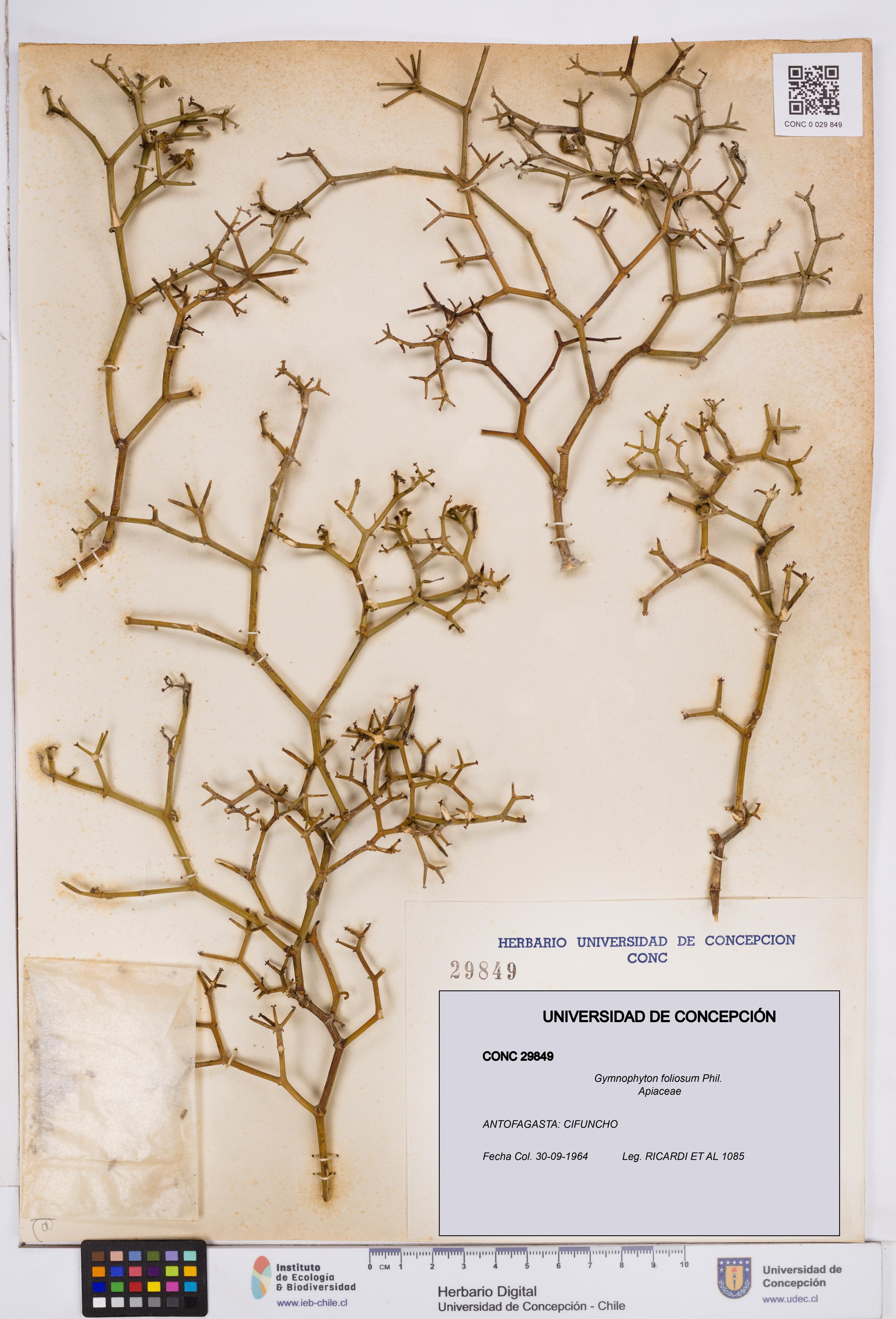 Gymnophyton foliosum [Espécimen: ]