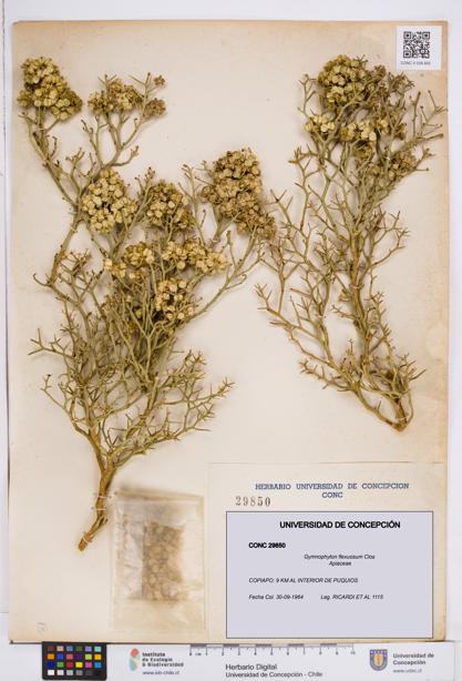 Gymnophyton flexuosum [Espécimen: ]