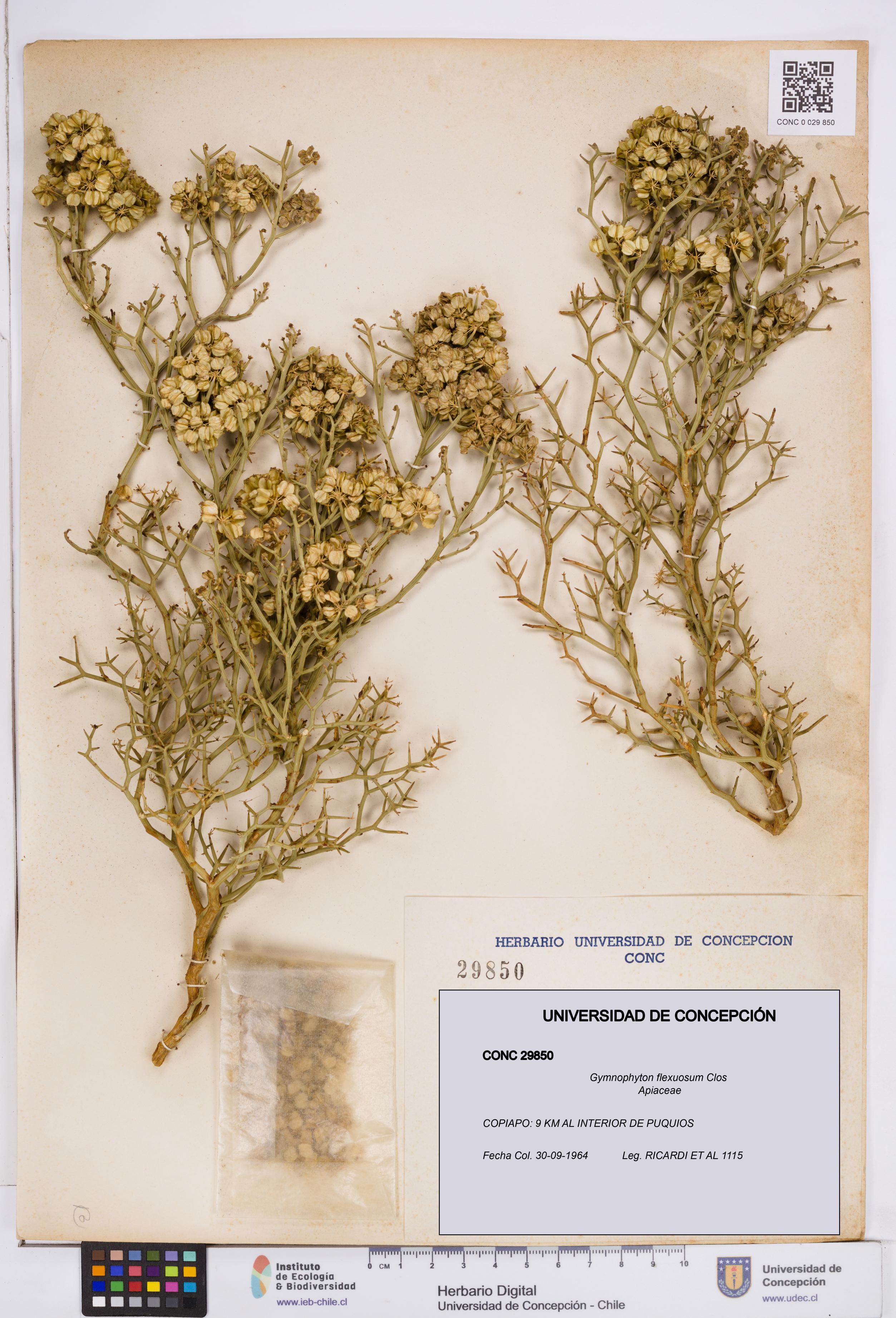 Gymnophyton flexuosum [Espécimen: ]