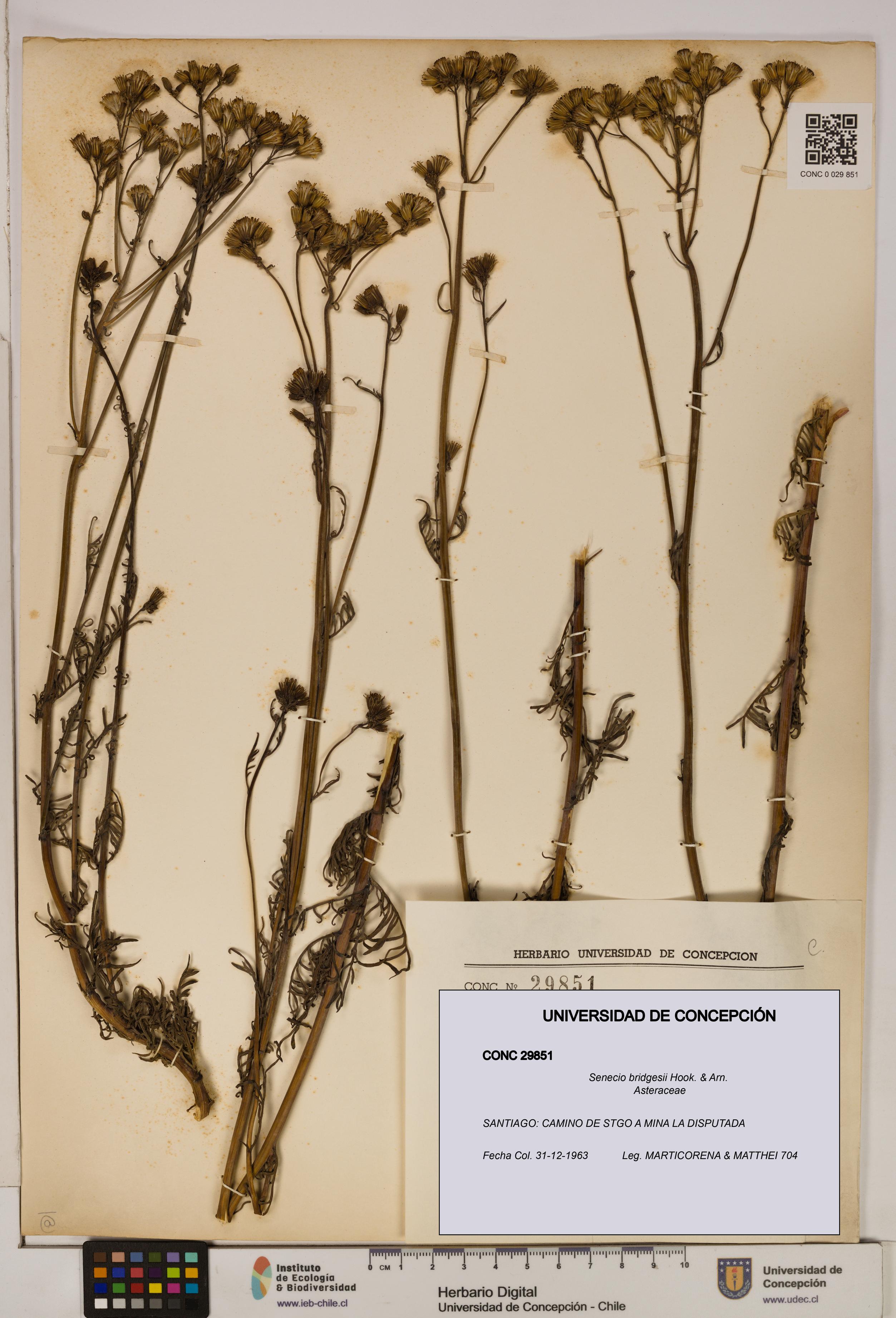 Senecio bridgesii [Espécimen: UDEC:CONC:0029851]