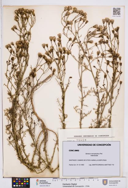 Senecio microphyllus [Espécimen: ]