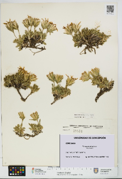 Perezia poeppigii [Espécimen: UDEC:CONC:0029856]