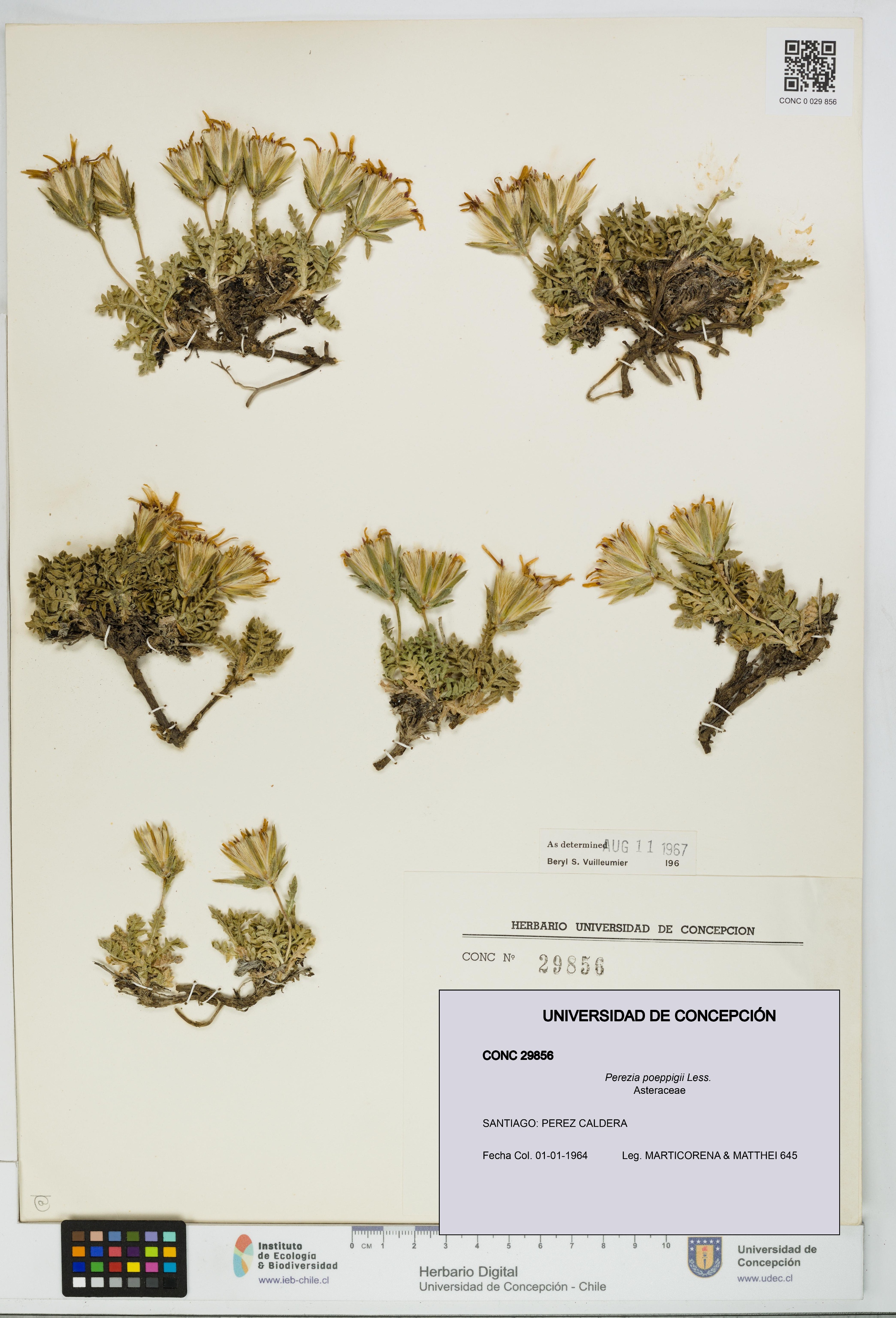 Perezia poeppigii [Espécimen: UDEC:CONC:0029856]