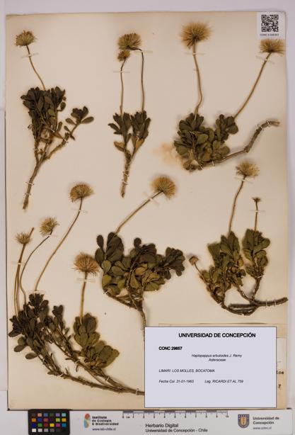 Haplopappus arbutoides [Espécimen: UDEC:CONC:0029857]