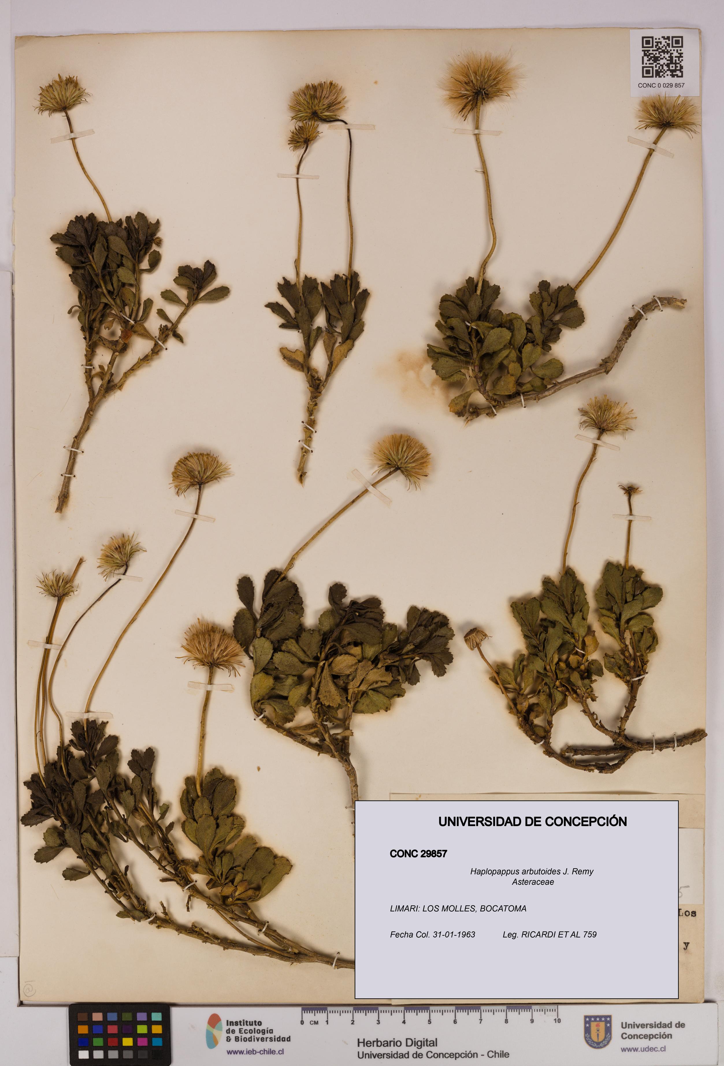 Haplopappus arbutoides [Espécimen: UDEC:CONC:0029857]
