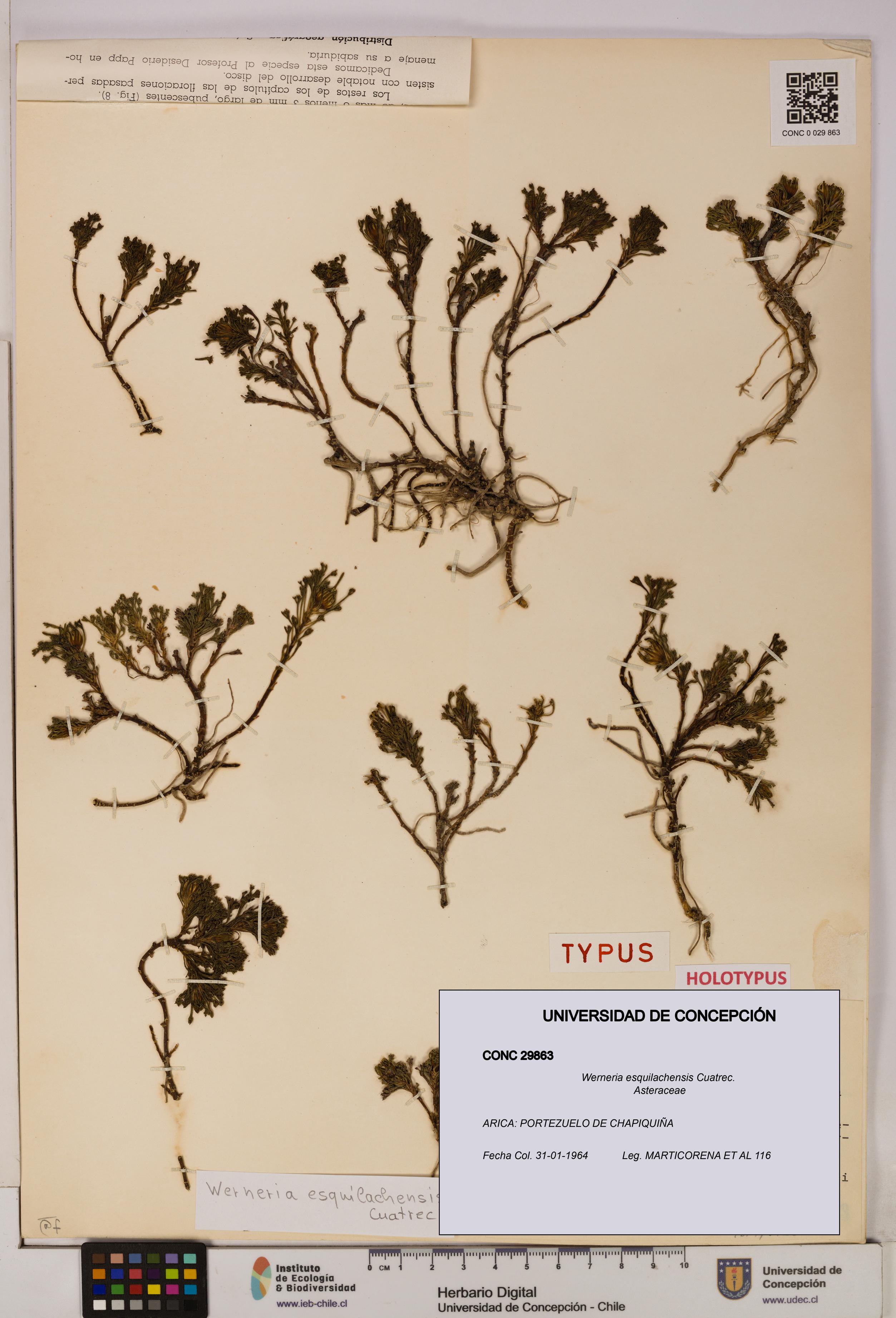 Werneria esquilachensis [Espécimen: UDEC:CONC:0029863]