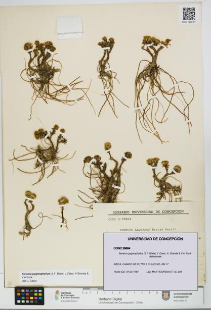 Senecio pygmophyllus [Espécimen: UDEC:CONC:0029864]