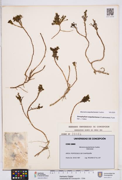 Werneria esquilachensis [Espécimen: ]