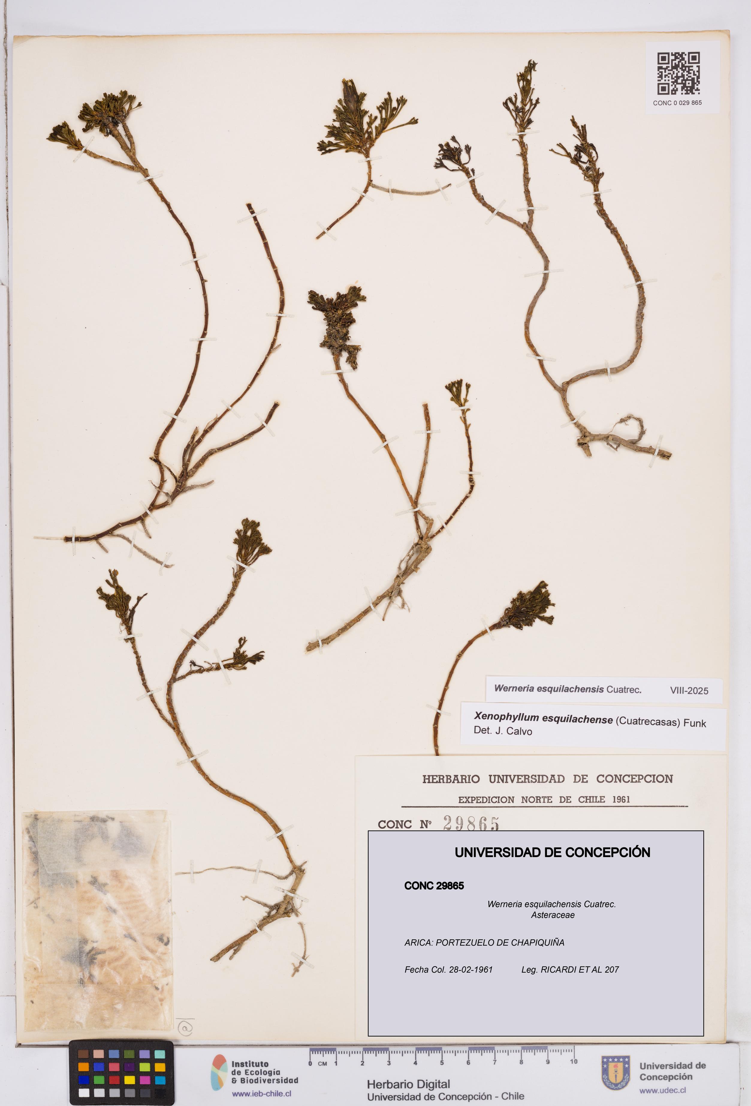 Werneria esquilachensis [Espécimen: ]