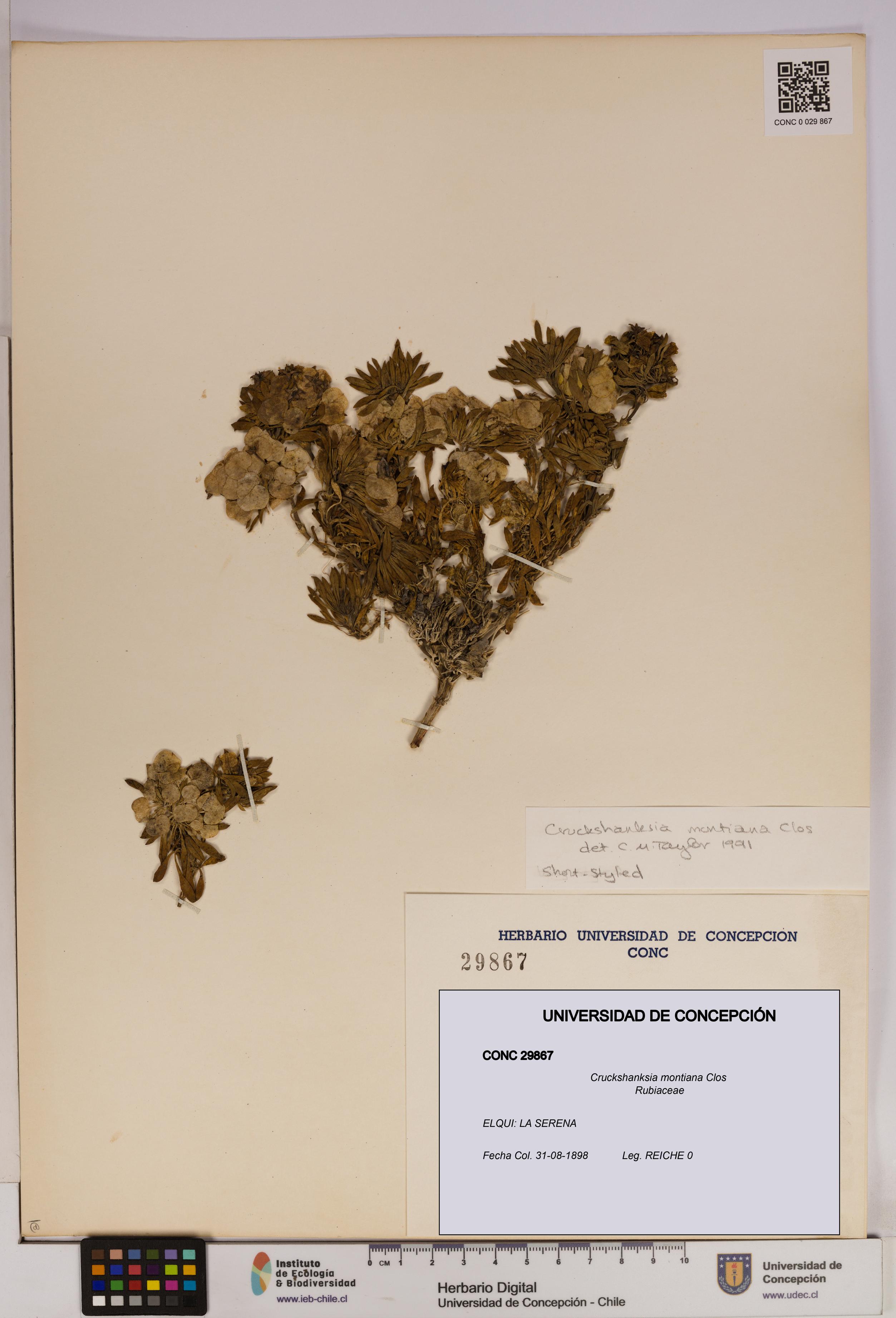 Cruckshanksia montiana [Espécimen: UDEC:CONC:0029867]