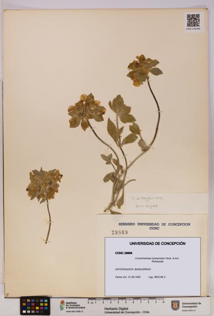 Cruckshanksia hymenodon [Espécimen: UDEC:CONC:0029869]