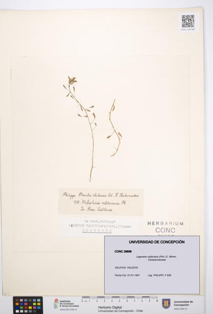 Legenere valdiviana [Espécimen: UDEC:CONC:0029896]