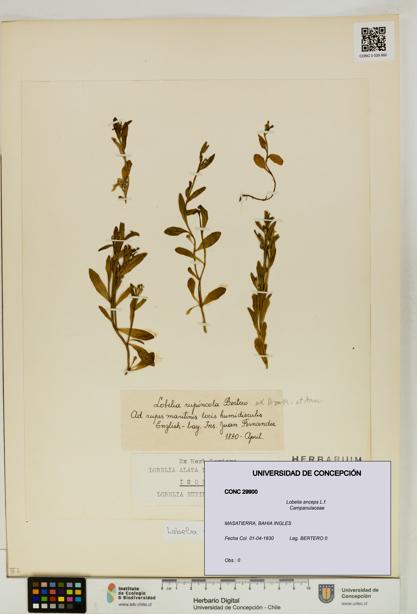 Lobelia anceps [Espécimen: UDEC:CONC:0029900]