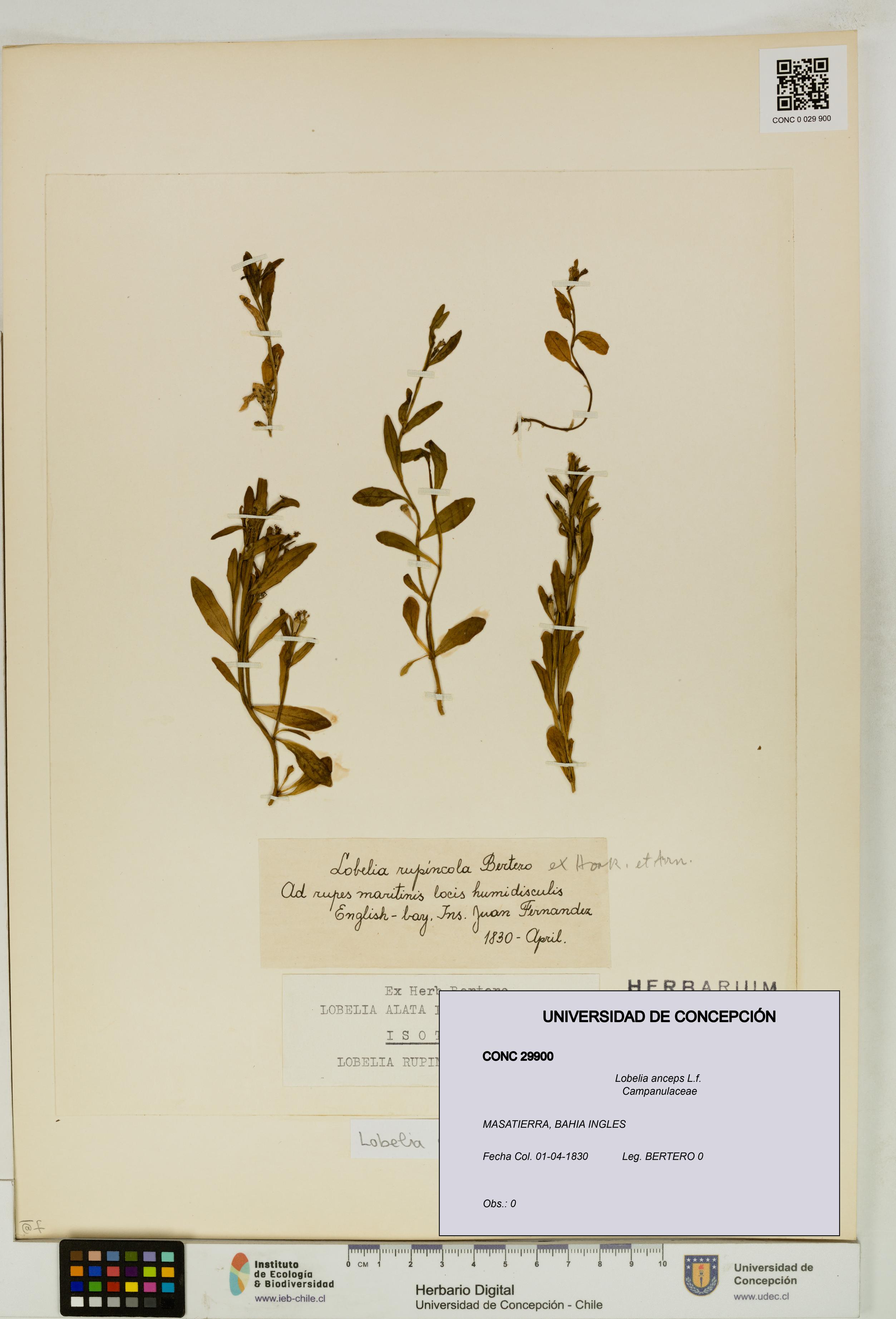 Lobelia anceps [Espécimen: UDEC:CONC:0029900]