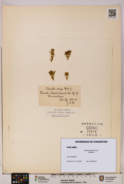 Azorella selago [Espécimen: UDEC:CONC:0029903]