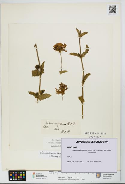 Glandularia corymbosa [Espécimen: UDEC:CONC:0029907]