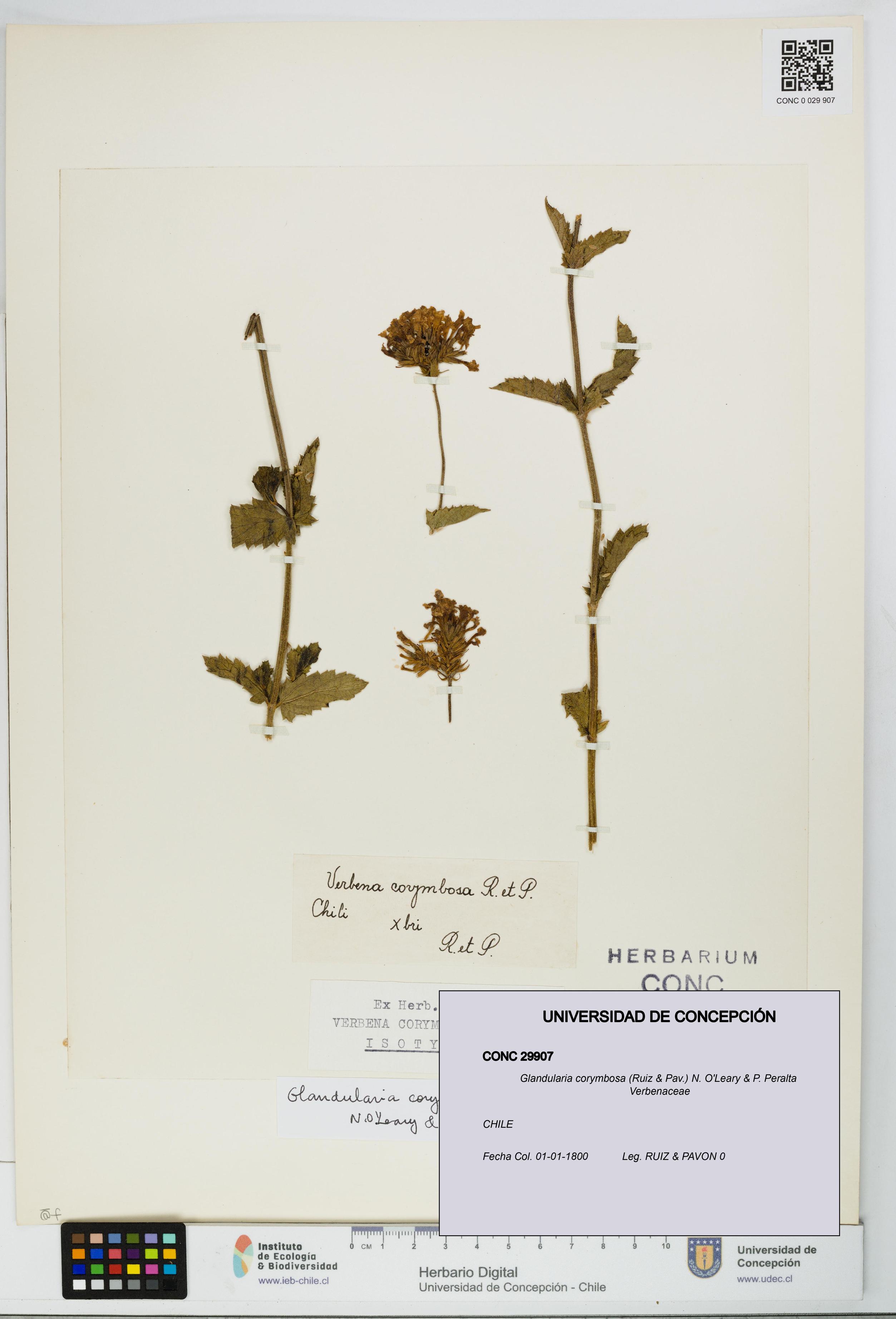 Glandularia corymbosa [Espécimen: UDEC:CONC:0029907]